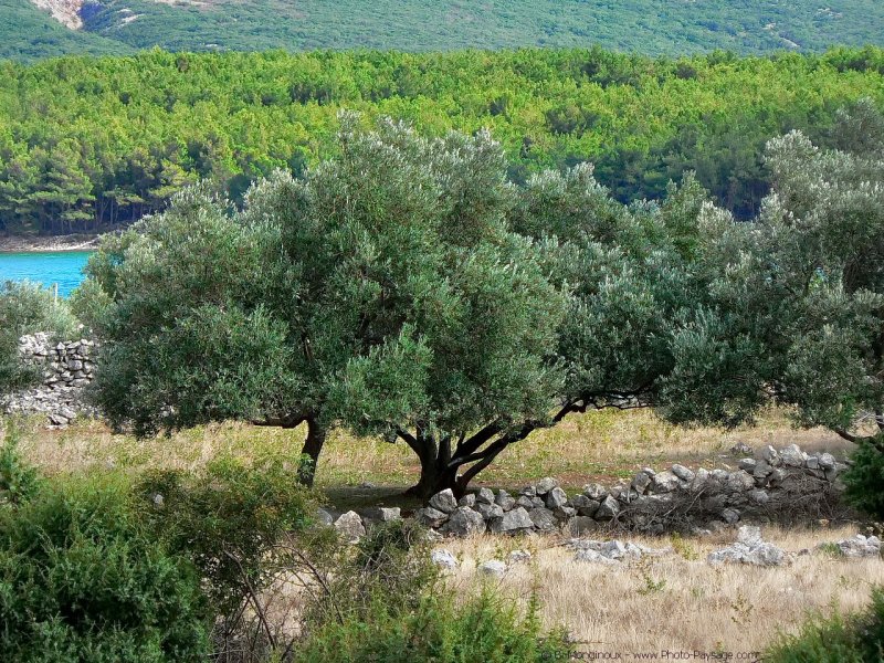 Paysage de Croatie, Ile de Krk : Oliviers dans la baie de Punat
Mots-clés: olivier croatie ete mur muret arbre_remarquable arbre_seul