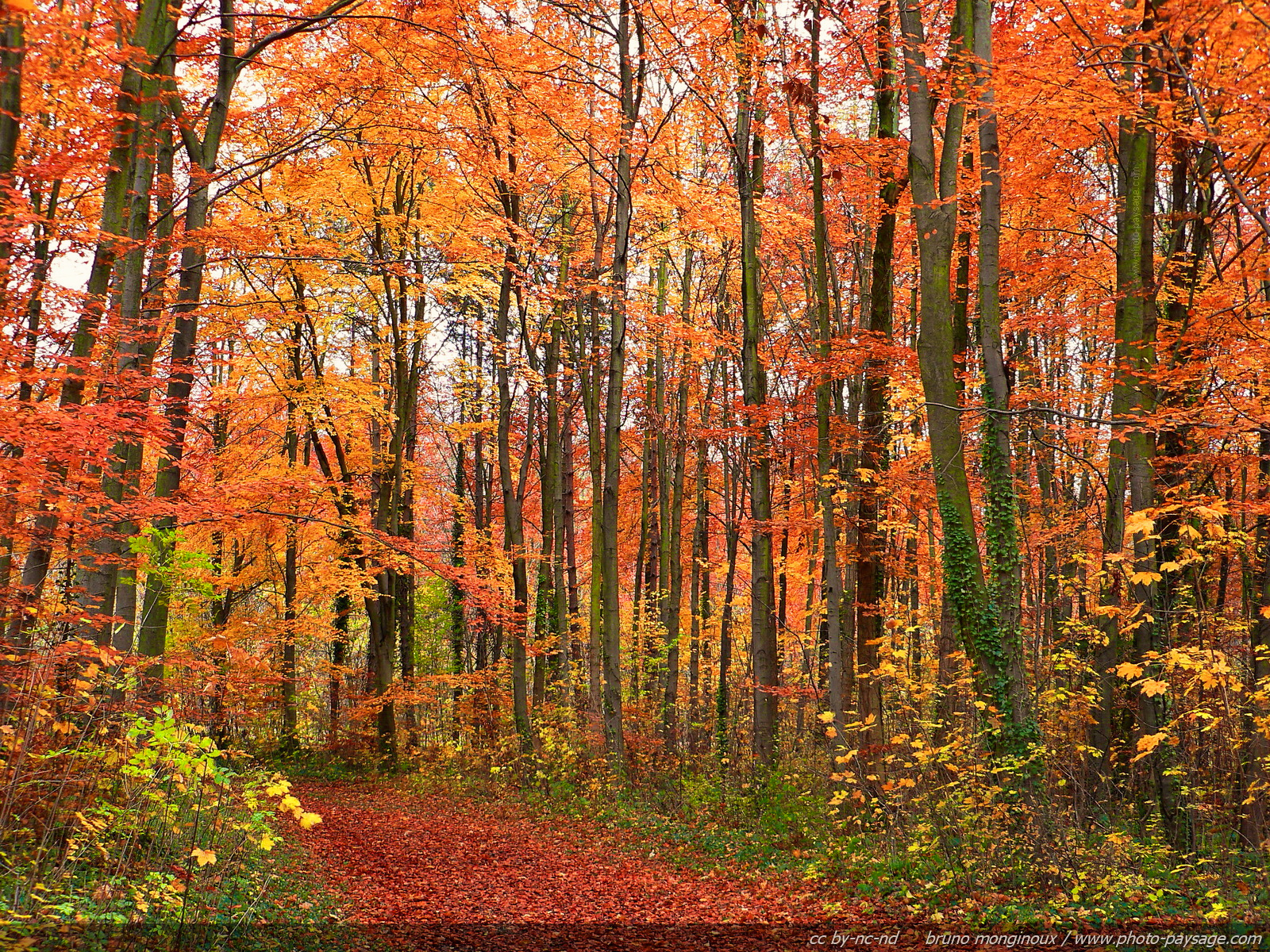 Foret Automne