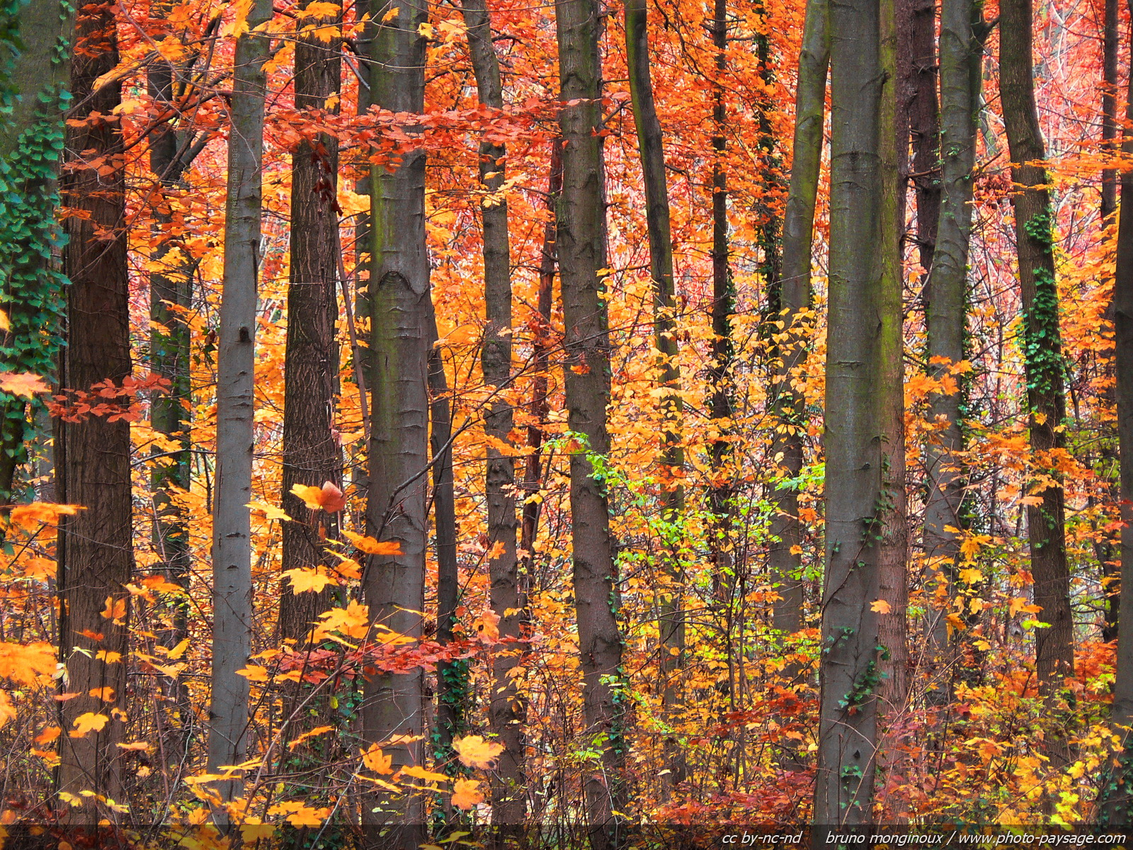 automne | Photo-Paysage.com, le blog - Part 4
