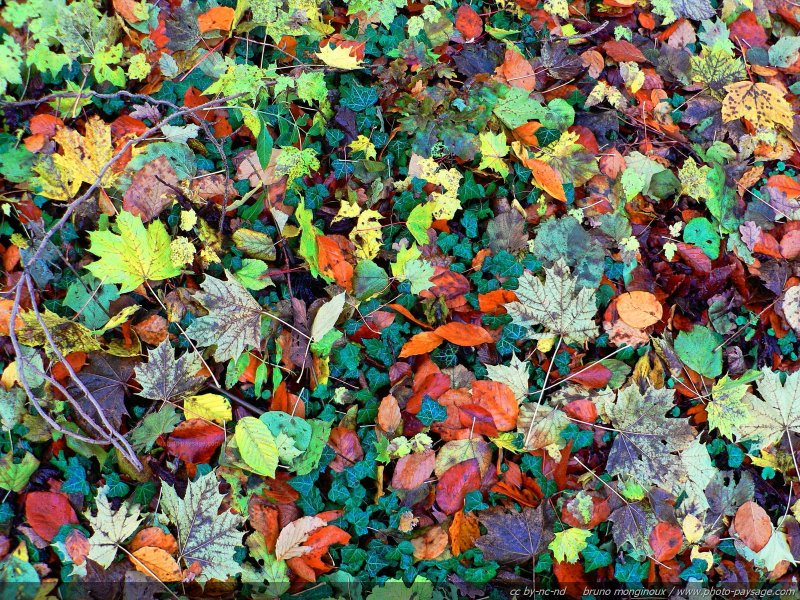 Explosion de couleurs automnales
Tapis de feuilles mortes un après midi d'automne, juste après une averse.
Mots-clés: belles-photos-automne automne feuilles_mortes