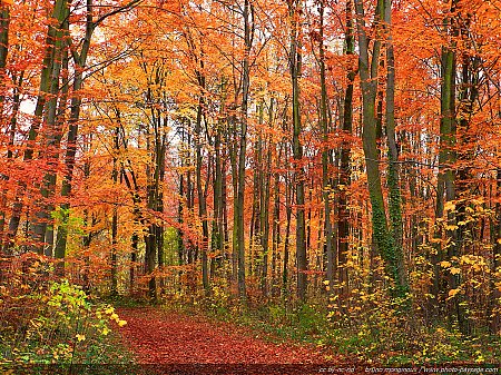 chemin-foret-arbres-automne.jpg