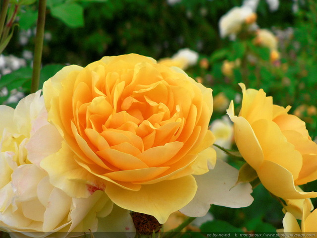 Fleur : Roses jaunes
Mots-clés: fleurs rose st-valentin