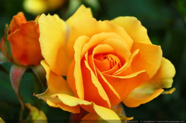 Une rose jaune
Mots-clés: rose jaune fleurs st-valentin macrophoto