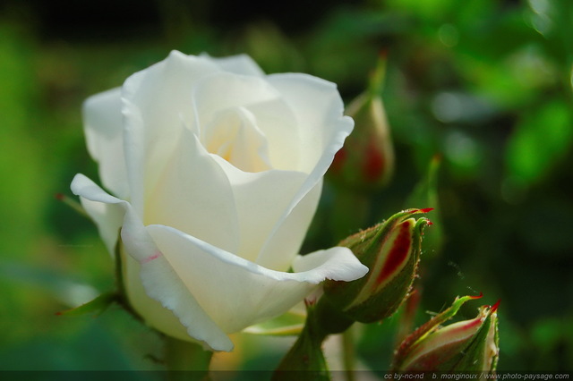 Rose blanche
Mots-clés: rose couleur_blanc fleurs st-valentin