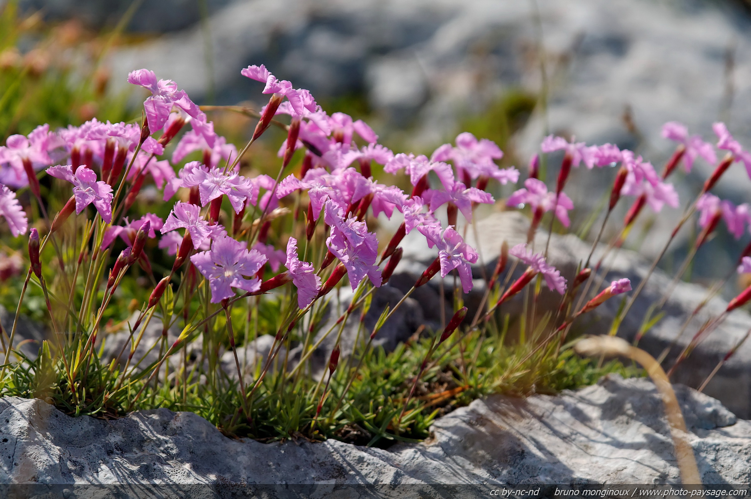 Cliquez ici pour afficher et télécharger le FOND D'ECRAN