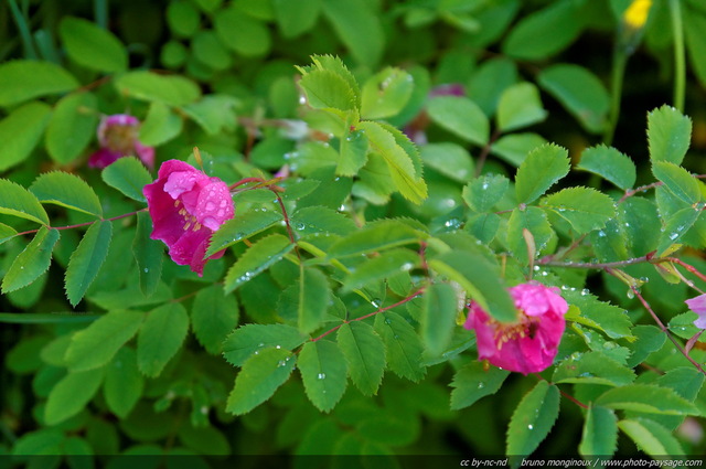 Rosier sauvage
[Fleurs de montagne]
Mots-clés: fleur-de-montagne montagne vercors fleurs rose