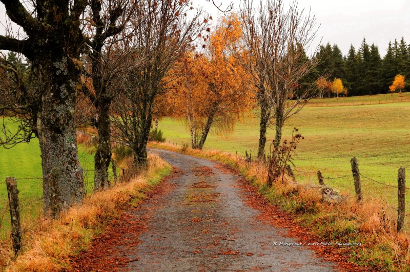 Paysage de campagne lozérienne - Une petite route étroite dans la campagne lozérienne, partiellement recouverte de feuilles mortes.
Aubrac, Lozère