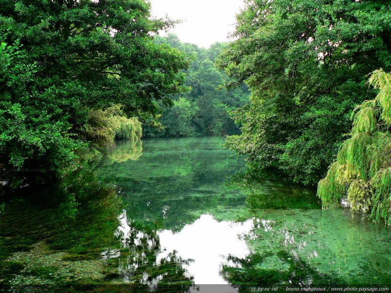 Rivière dans la région d'Ohrid (Macédoine)
Mots-clés: riviere reflets macedoine algues truites miroir nature