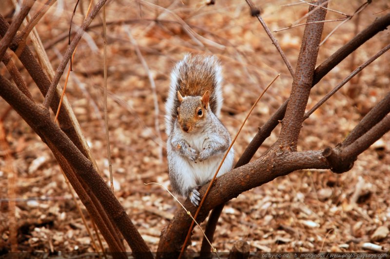 Ecureuil à Central Park
New York, USA
Mots-clés: usa etats-unis new-york central-park animaux ecureuil jardin