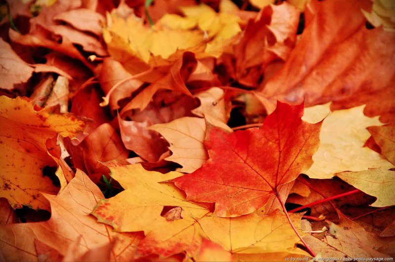 C'est l'automne
Bois de Vincennes
Paris, France
Mots-clés: automne ile-de-france feuilles_mortes belles-photos-automne