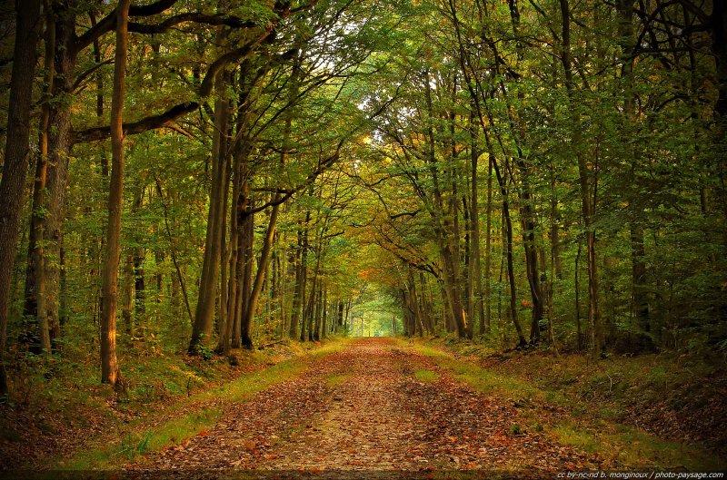 Balade un après-midi d'automne au coeur de la forêt de Dourdan
Forêt de Dourdan, Essonne
Mots-clés: automne dourdan tunnel_arbres chemin feuilles_mortes Essonne promenade alignement_d_arbre