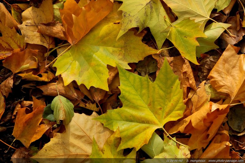 De belles feuilles mortes 
Vaux de Cernay,  Forêt de Rambouillet
(Haute vallée de Chevreuse, Yvelines)
Mots-clés: vaux-de-cernay yvelines rambouillet automne feuilles_mortes