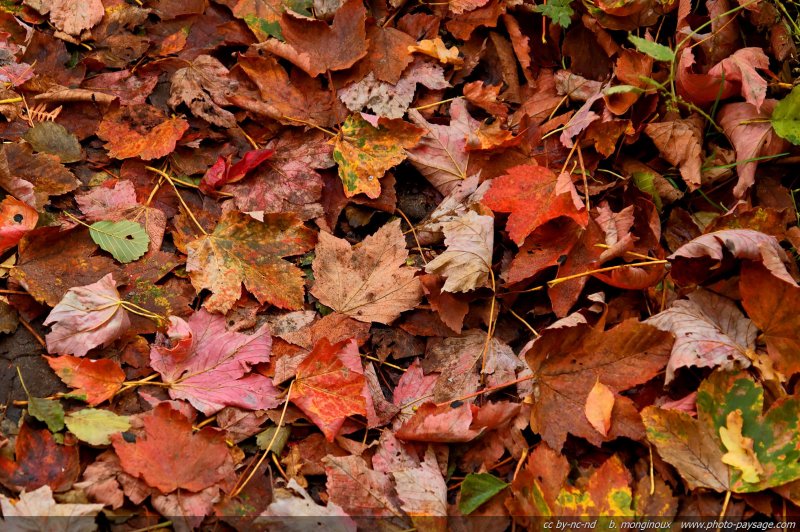 Un sol rouge de feuilles mortes
Vaux de Cernay,  Forêt de Rambouillet
(Haute vallée de Chevreuse, Yvelines)
Mots-clés: vaux-de-cernay yvelines rambouillet automne feuilles_mortes