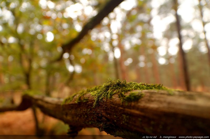 Mousse sur branche de chêne
Forêt de Rambouillet
(Haute vallée de Chevreuse, Yvelines)
Mots-clés: vaux-de-cernay yvelines rambouillet automne chene branche mousse macrophoto