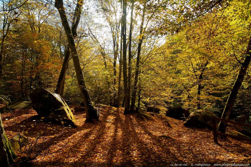 Des rayons de soleil d'automne dans les bois
Vaux de Cernay,  Forêt de Rambouillet
(Haute vallée de Chevreuse, Yvelines)
Mots-clés: belles-photos-automne vaux-de-cernay yvelines rambouillet automne rayon_de_soleil_en_foret