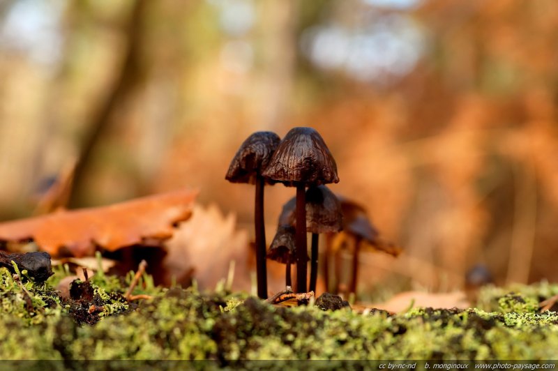 Champignons et lichens sur une souche d'arbre
[Forêt de Sénart, Seine et Marne / Essonne]
Mots-clés: senart ile-de-france champignon macrophoto