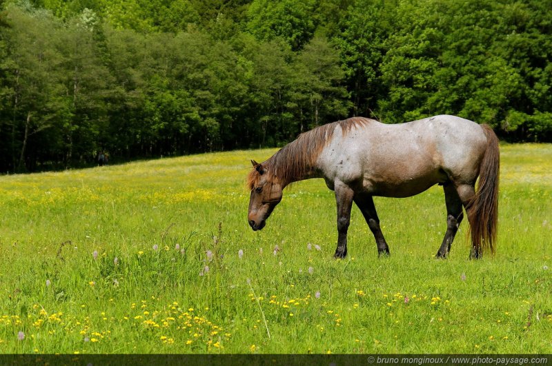 Un cheval dans la prairie
Mots-clés: prairie champs cheval printemps animal campagne