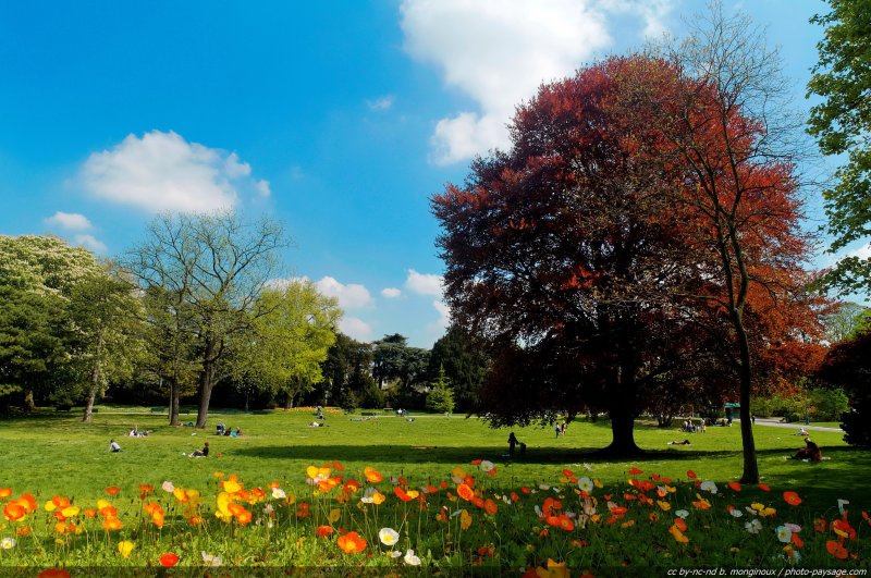 La grande pelouse du parc Montsouris-06
Paris, France
Mots-clés: paris jardin_public_paris coquelicot herbe hetre