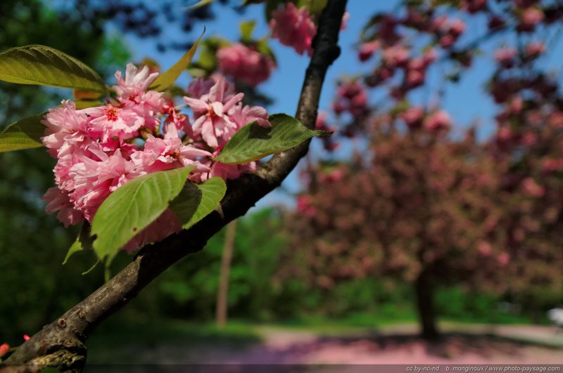 Une branche de cerisier en fleur - en arrière plan un cerisier en fleur
Bois de Boulogne, 
Paris, France
Mots-clés: regle_des_tiers arbre_en_fleur paris bois_de_boulogne printemps cerisier plus_belles_images_de_printemps les_plus_belles_images_de_nature