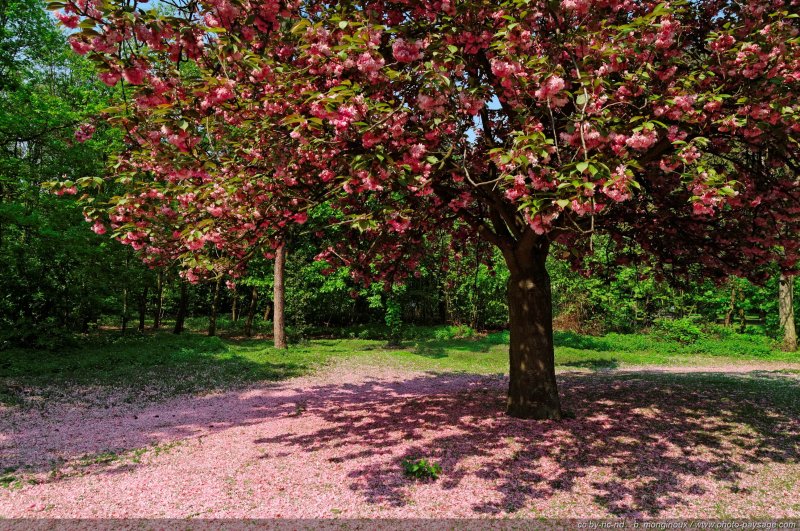 Un cerisier en fleur
Bois de Boulogne, 
Paris, France
Mots-clés: arbre_en_fleur paris bois_de_boulogne printemps cerisier petales