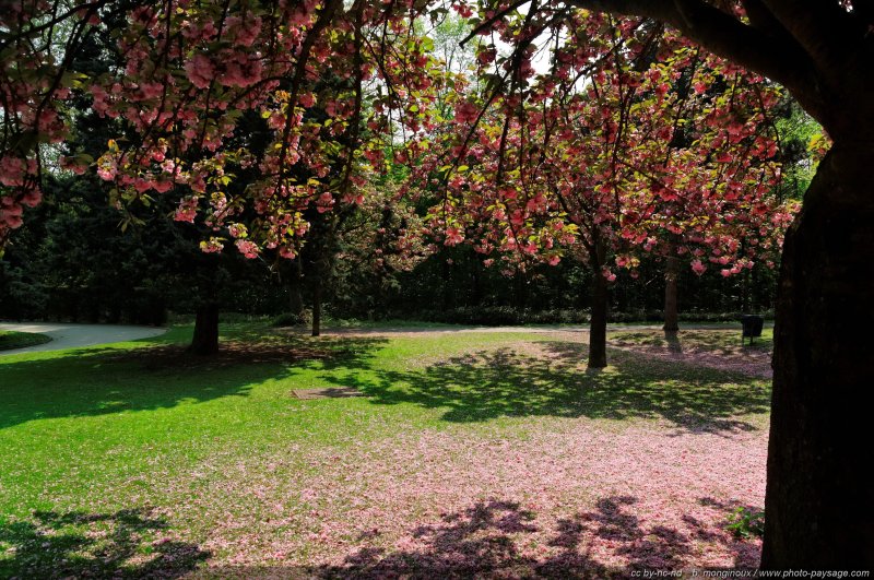 A l'ombre d'un cerisier en fleur
Bois de Boulogne, 
Paris, France
Mots-clés: arbre_en_fleur paris bois_de_boulogne printemps cerisier petales