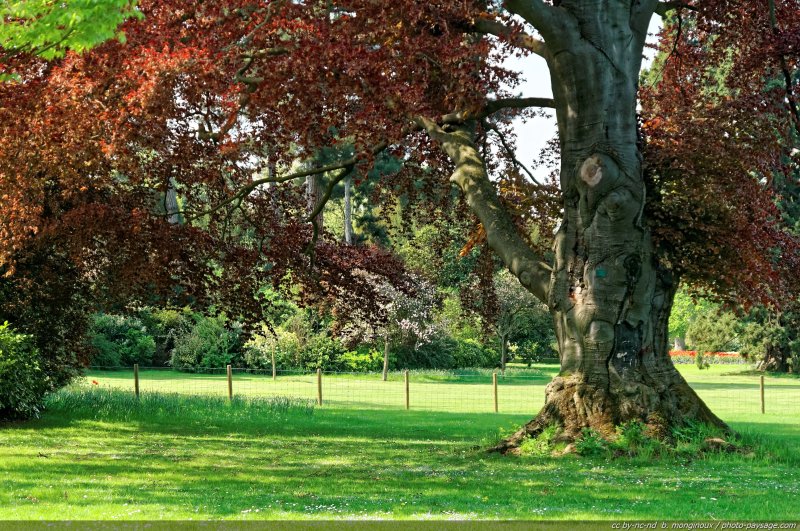 Hêtre au Pré Catelan
Bois de Boulogne
Paris, France
Mots-clés: arbre_remarquable hetre jardin_public_paris printemps pelouse herbe