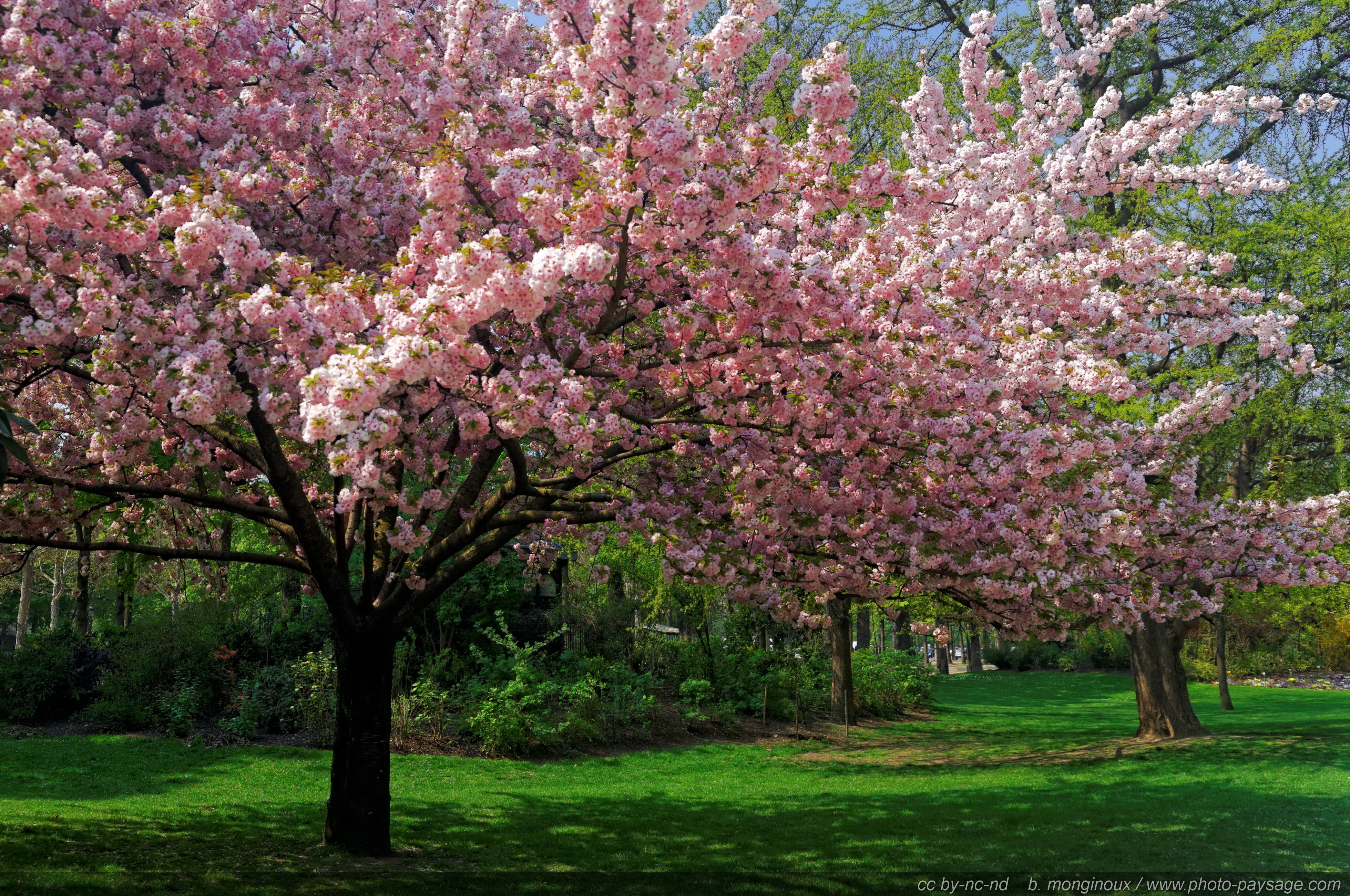 Fond d'Ã©cran - wallpaper HD d'un cerisier en fleurs.