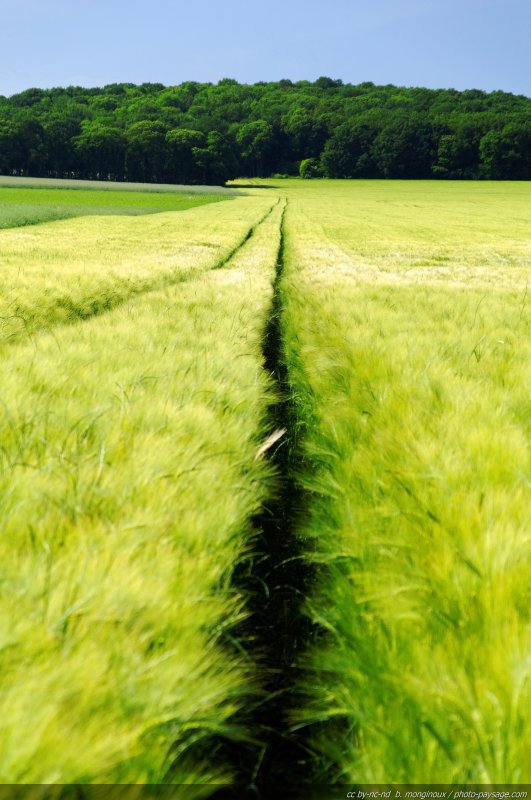 Chemin dans un champs de blé vert -11
Champs de blé franciliens photographiés dans l'Essonne.
Mots-clés: categ_ble cadrage_vertical champs culture ile_de_france Essonne printemps chemin_a_travers_champs