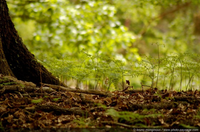 Fougères au pied d'un chêne
Forêt de Rambouillet (Espace Rambouillet), Yvelines, France
Mots-clés: rambouillet yvelines fougere tronc