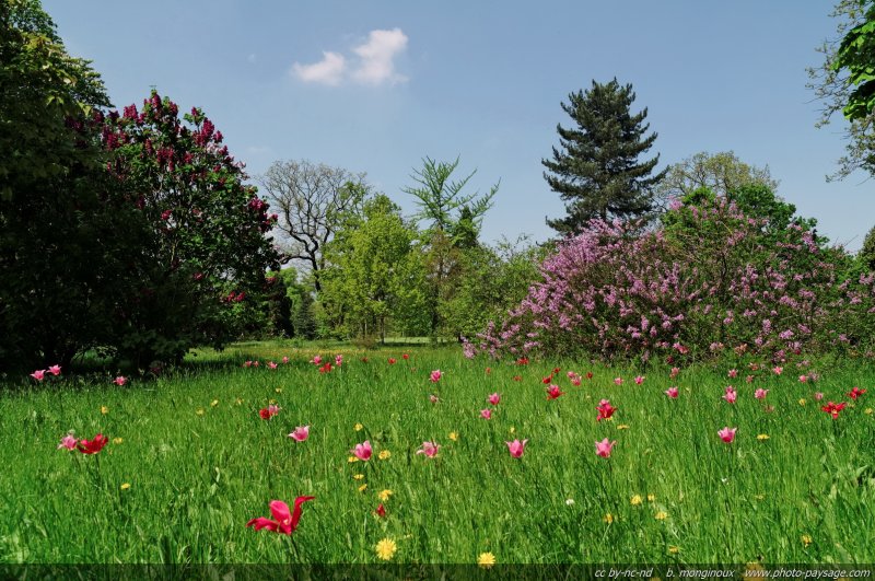 Tulipes printanières - 12
[Le printemps en image]

Mots-clés: champs_de_fleurs tulipe fleurs printemps arbre_en_fleur
