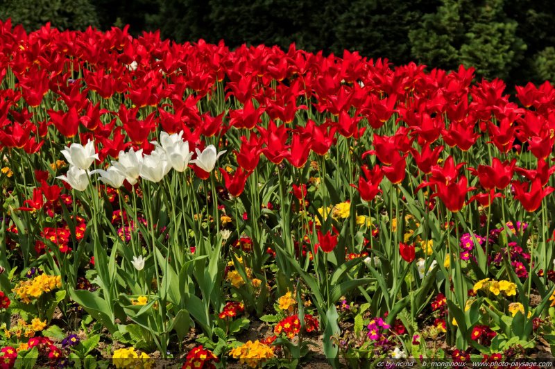 Tulipes printanières - 7
Mots-clés: tulipe fleurs printemps