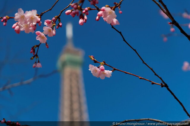 Tour Eiffel et arbre en fleur photographiés depuis le Champs  de Mars.
Le printemps à Paris
Paris, France
Mots-clés: paris monument tour-eiffel tour_eiffel printemps fleurs ciel_bleu