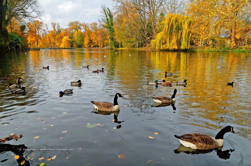Oies et canards sur le lac des Minimes - Bois de Vincennes, Paris