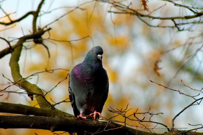 Un pigeon au bois de Vincennes
Bois de Vincennes, Paris
Mots-clés: paris pigeon oiseau branche Vincennes