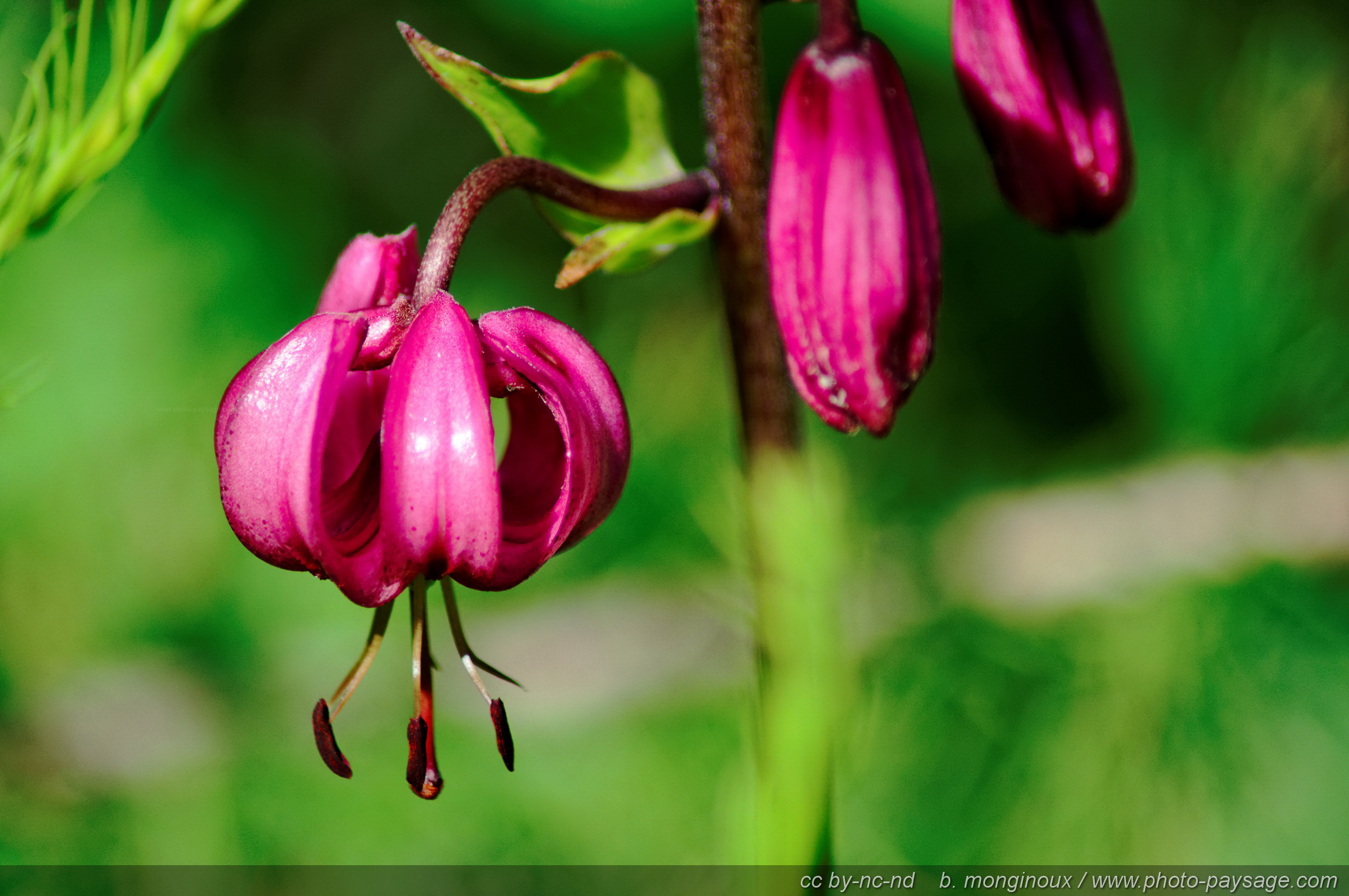 Cliquez ici pour afficher et télécharger le FOND D'ECRAN
