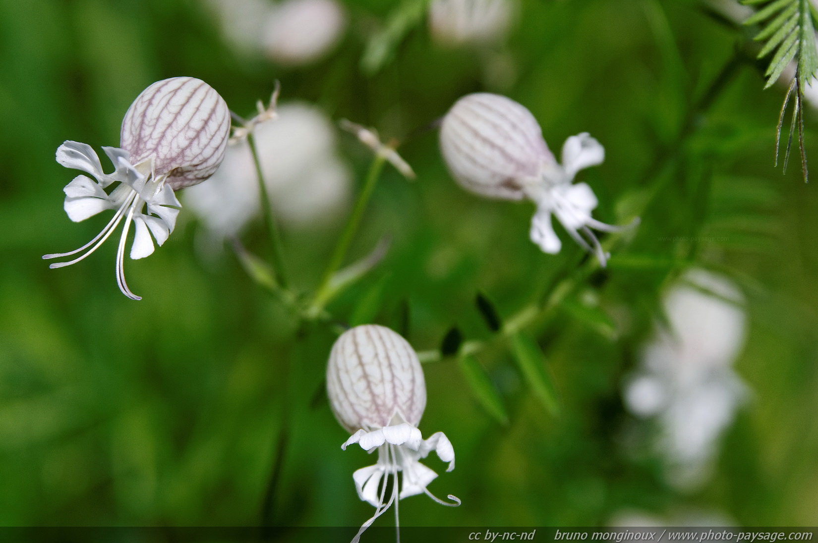 Fleurs de montagne | Photo-Paysage.com, le blog