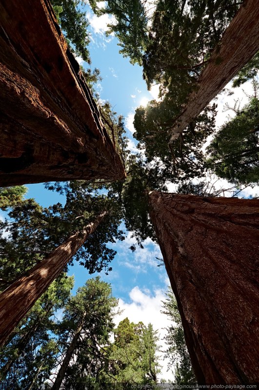 A l'ombre des séquoias géants
Mariposa Grove, Parc National de Yosemite, Californie, USA
Mots-clés: yosemite californie usa sequoia foret_usa cadrage_vertical