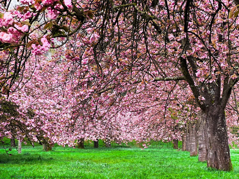 Alignement de cerisiers fleuris 
Parc de Sceaux, Hauts de Seine
Mots-clés: Cerisier arbre_en_fleurs alignement_d_arbre printemps