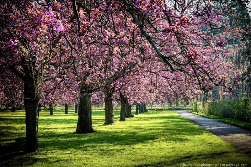 Cerisiers en fleurs dans le parc de Sceaux
Hauts-de-Seine
Mots-clés: Cerisier alignement_d_arbre printemps plus_belles_images_de_printemps