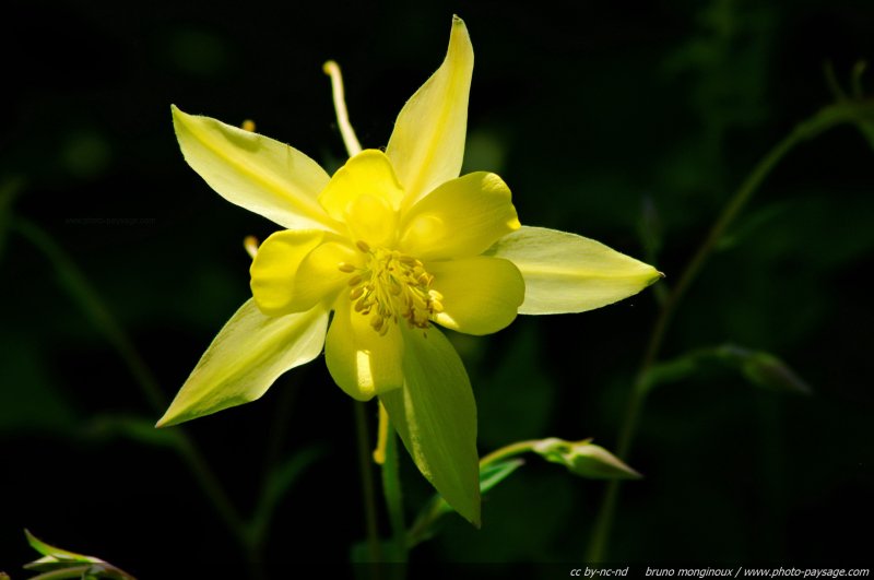 Ancolie jaune - aquilegia chrysantha
Mots-clés: fleurs printemps