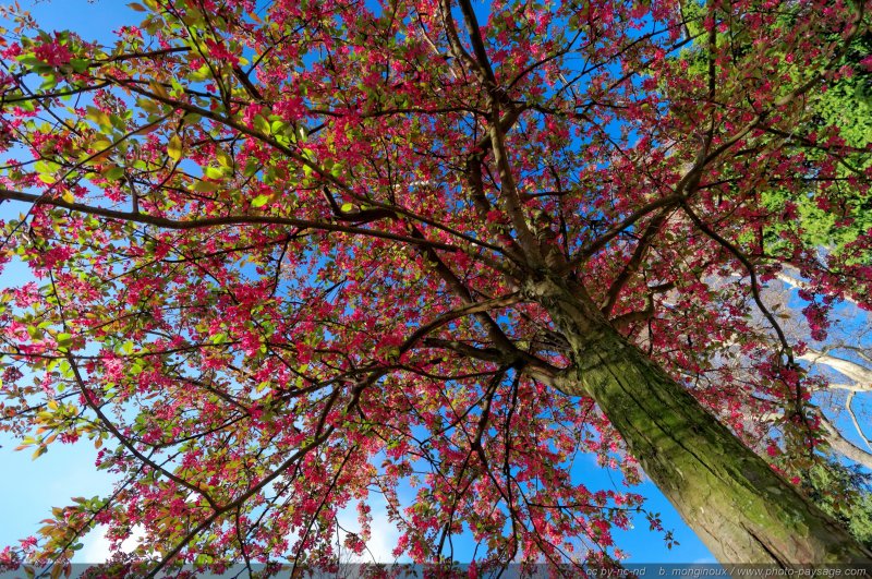 Arbre en fleur dans le parc Monceau   2
[Un jour de printemps au Parc Monceau]
Paris, France
Mots-clés: paris printemps arbre_en_fleur