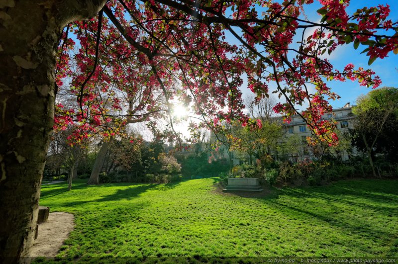 Arbre en fleur dans le parc Monceau   3
[Un jour de printemps au Parc Monceau]
Paris, France
Mots-clés: paris printemps arbre_en_fleur plus_belles_images_de_printemps
