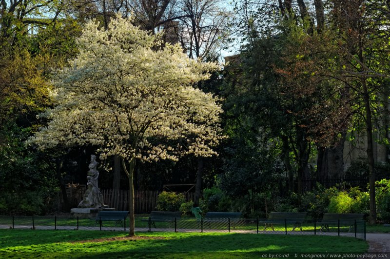Arbre en fleur dans le parc Monceau   4
[Un jour de printemps au Parc Monceau]
Paris, France
Mots-clés: paris printemps arbre_en_fleur plus_belles_images_de_printemps
