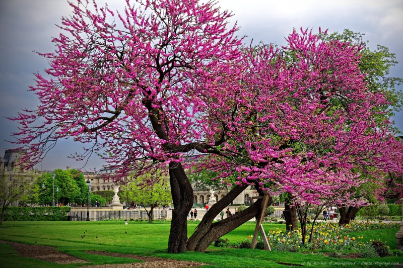 Arbre remarquable -  un arbre de Judée en fleurs dans le jardin des Tuileries
Jardin des Tuileries, Paris, France
Mots-clés: categparisconcorde arbre_en_fleur printemps pelouse herbe arbre_remarquable arbre_de_judee