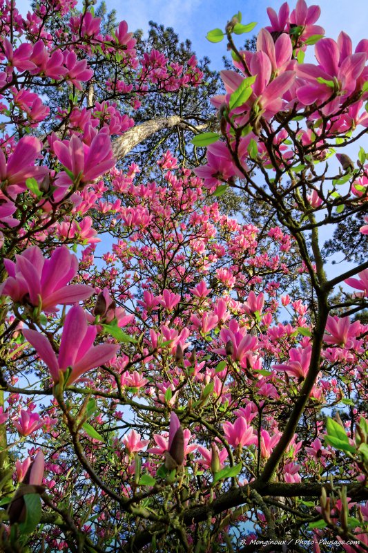 Au pied d'un grand magnolia en fleurs
Parc Floral, Paris, France
Mots-clés: printemps magnolia jardin_public_paris cadrage_vertical plus_belles_images_de_printemps