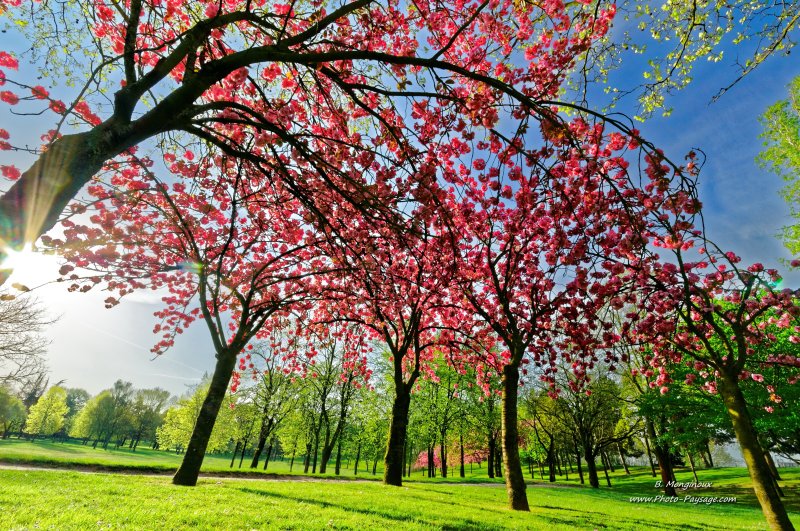 Au pied des cerisiers en fleurs
[Images de printemps]
Mots-clés: printemps cerisier plus_belles_images_de_printemps les_plus_belles_images_de_nature