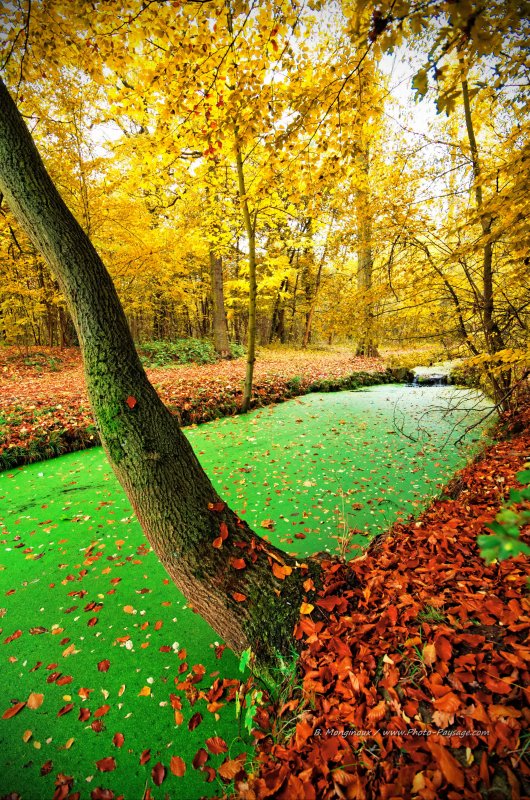 Automne au bord d'un canal du bois de Vincennes 2
Bois de Vincennes, Paris
[Photos d'automne]
Mots-clés: automne paris canal feuilles_mortes cadrage_vertical Vincennes