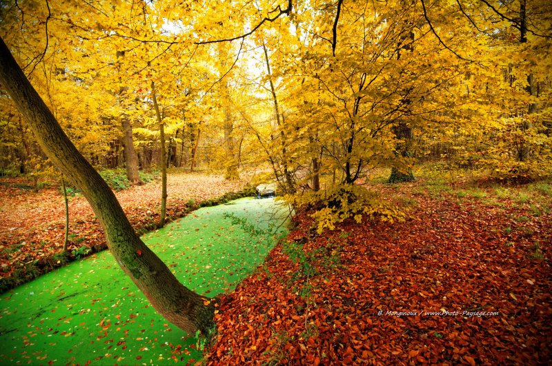 Automne au bord d'un canal du bois de Vincennes
Bois de Vincennes, Paris
[Photos d'automne]
Mots-clés: automne paris canal feuilles_mortes belles-photos-automne Vincennes