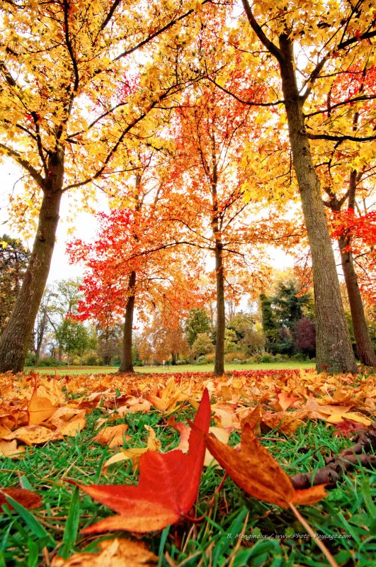 Automne et feuilles mortes dans le bois de Vincennes
Bois de Vincennes, Paris
[Photos d'automne]
Mots-clés: automne paris feuilles_mortes cadrage_vertical Vincennes
