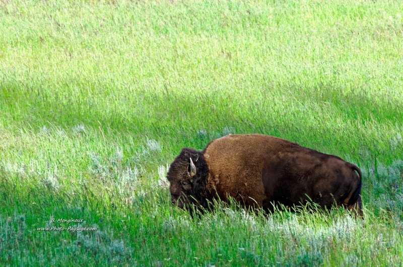 Bison dans une prairie de Yellowstone
Hayden valley, parc national de Yellowstone, Wyoming, USA
Mots-clés: yellowstone wyoming usa categ_animal prairie bison